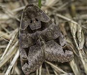 Moth
